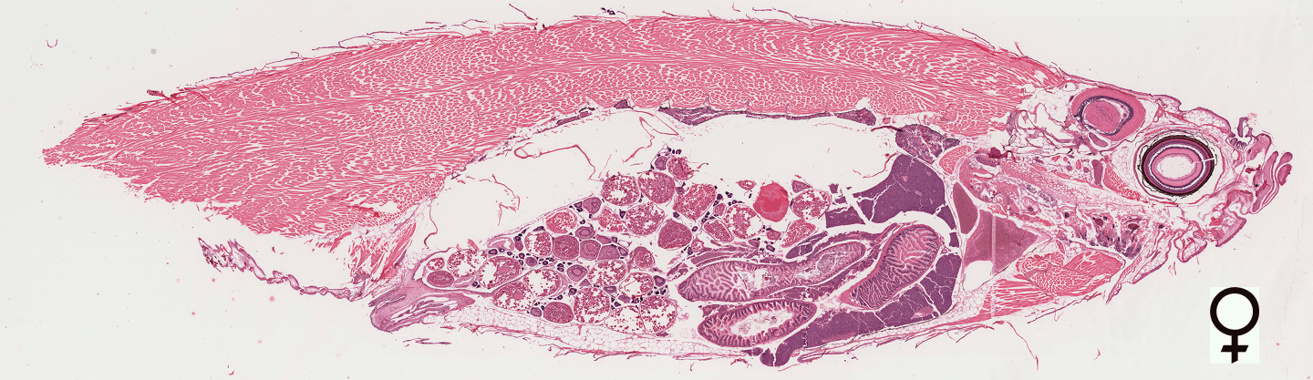 Female fish with some disease areas of interest