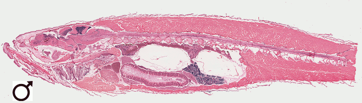 Male fish with some disease areas of interest